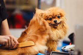 At k9 central pet resort and day spa, we offer the best services to put you at ease and give your dog the pampering they deserve. 10 Best Pet Groomers In Louisiana