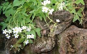 Image result for Oxalis latifolia
