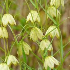 Image result for Stolzia heiligenthalii