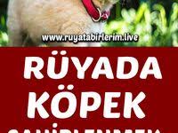 Ruyada Fare Gormek Ne Demek Hamsterlar Fareler Tarot