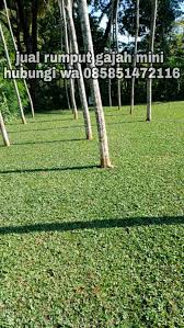 Pasang rumput gajah murah harga petani tukang taman rumput gajah. Info Harga Jual Rumput Gajah Mini Di Blitar Jawa Timur Termurah Tahun 2021 Jual Rumput Taman Dan Bibit Rumput Ternak