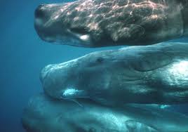Mungkin karena kecapean dan aku pun sedang mempersiapkan diri untuk beristirahat. Life Of Sea Life Of Sperm Whale