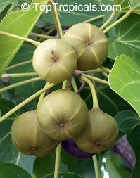 Image result for Thespesia populneoides