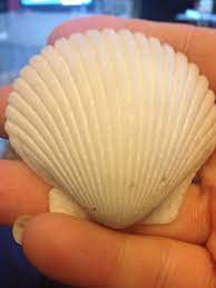 Scallop Shell Scallop Shells Shells Sea Shells