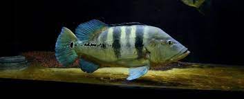 13 Azul Peacock Bass Peacock Bass Fish Pet Cichlids