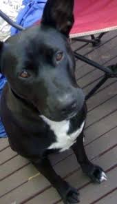 Black And Tan Kelpie Lab Mix Ultimate Dog For Me Would Look Like This Kelpie X Staffy Cute Animals Dogs Pets