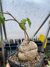 Image result for Pyrenacantha