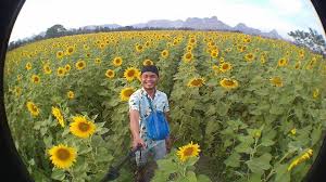 Ribuan hektare lahan dipenuhi oleh bunga cantik berwarna kuning terang ini yang bermekaran pada november hingga januari. Vocket Bunga Matahari Sedang Berkembang Mekar Di Thailand ÙÙŠØ³Ø¨ÙˆÙƒ