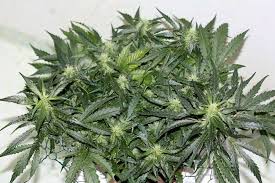 How tall do weed plants grow? How Tall Will My Plant Grow And How Long Will It Take Grow Weed Easy
