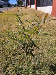 Image result for Searsia lancea