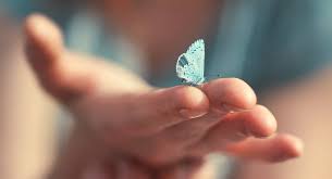 Tipos De Mariposas Y Su Significado Descubre Todo Sobre Ellas Bioguia