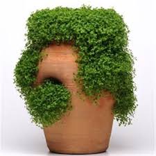 These plants are hardy down to u.s. Mini Mint Ornamental Mint