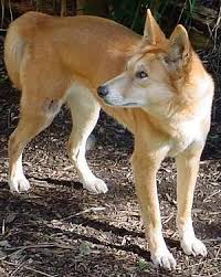 Canis Lupus Dingo Dingo Generally Believed To Be Descended From Semi Domesticated Dogs From East Or South Asia Which Return Dingo Dog Wild Dogs Natural Dog