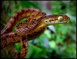 Boiga Ceylonensis Ceylon S Cat Snake Amphibians Snake Beautiful Snakes