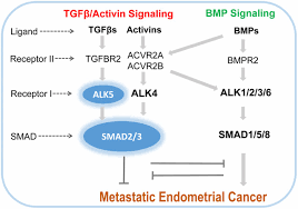 Your doctor will do a pelvic exam. Tumor Suppressive Signaling In The Uterus Pnas