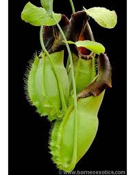 Image result for Nesaea spathulata