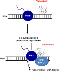 Image result for Trabectedin