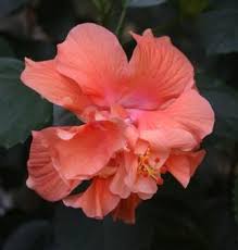 Best quality dried hibiscus flower flower or leaves or crushed or fine leaves. Double Orange Hibiscus Tropical Plants Almost Eden