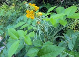 Image result for Senna hirsuta