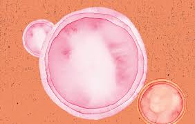 In general, a person can only get. 8 Facts You Never Knew About Herpes Women S Health