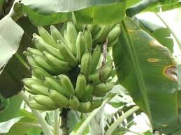 Resultado de imagem para PES DE BANANA