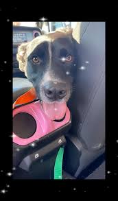 Adopting a maltipoo in Cleveland, Ohio