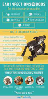 Dogs can develop ear infections especially dogs with drop ears or those with hair growing in their ear canal are more likely to develop ear infection than dogs with straight up ears. Dog Ear Infections Natural Remedies That Work Dogs Naturally Dogs Ears Infection Dog Ear Infection Remedy Dog Yeast Infection Ear