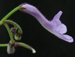 Image result for Streptocarpus solenanthus × eylesii