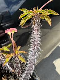 Image result for Euphorbiaceae