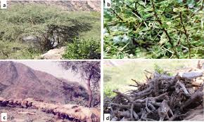 Image result for Schoenoxiphium sparteum