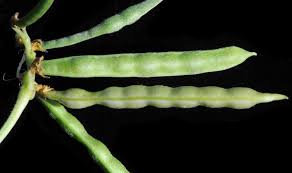 Image result for Vigna luteola