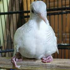 Burung tekukur yang memiliki bentuk kepala njambe nom atau seperti buah pinang muda dipercaya mempunyai irama suara yang bagus. Permata Bf Home Facebook