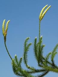 Image result for Lycopodium clavatum