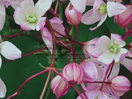 Flowers emerge in spring, placing this clematis in group 1. Clematis Armandii Apple Blossom Armand Clematis Evergreen Clematis Online Sale Vallonchene