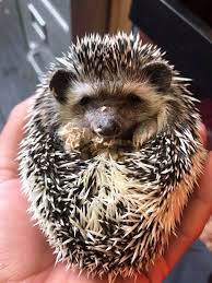 They're expensive and require specialized veterinary care. Facebook