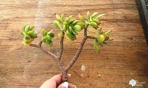 Pin On Succulent Gardens
