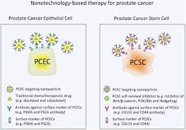 Frontiers Prostate Cancer Stem Cells And Nanotechnology A Focus On Wnt Signaling Pharmacology
