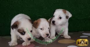 Bestdog Heaven Bursa Kopek Ciftiligi Satilik Kopek Ilanlari Kopek Labrador Retrievers Yavru Kopek