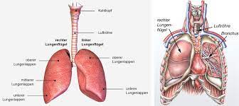 Erkrankungen Der Lunge Und Brustwand Im Uberblick Ksw