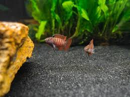 Black Tiger Badis Dario Sp Myanmar Black Tigers Rare Fish Aquatic Arts