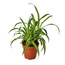 Image result for Chlorophytum