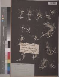 Image result for Sida hoepfneri