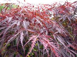 La pépinière de l'aiguillon est producteur d'érables du japon (ou acer palmatum) à toulouse : Erable Palme Erable Du Japon Lisse Acer Palmatum Planter Cultiver Multiplier
