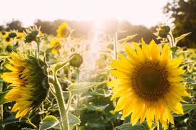 You can book to come and pick flowers any day of the week between the hours of 10.30am to 4.30pm. Plan Your Visit Buttonwood Farm