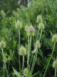 Image result for Dipsacus
