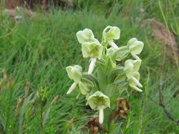 Image result for Habenaria dregeana