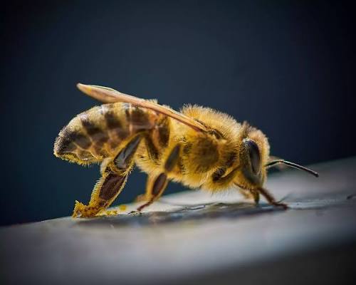 Sol Book Box | Why Bees Matter &ndash; Spanish Books & Learning for Curious&hellip;
