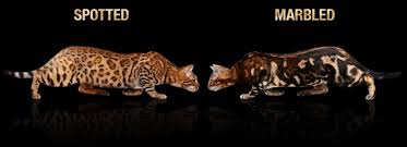 Find free printable princess golden bengals coloring pages for coloring activities. Bengal Cat Colors And Patterns Visual Guide
