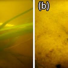 a A V. americana transplant planted every 0.5 m along the 10-m transect... 