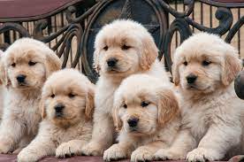 Where To Find A Golden Golden Retriever Club Of America